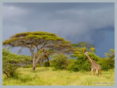 Serengeti_EOSR2604