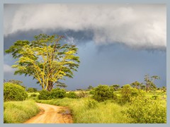 Serengeti_EOSR2626-Pano-Edit