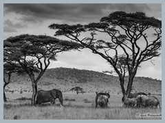 Serengeti_EOSR2733