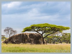 Serengeti_EOSR2736