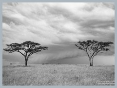 Serengeti_EOSR2883