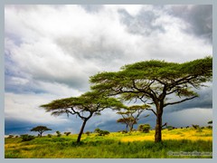 Serengeti_EOSR2897