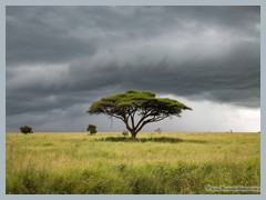 Serengeti_EOSR2909