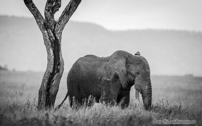 Chobe_5DTR4048_1k6px