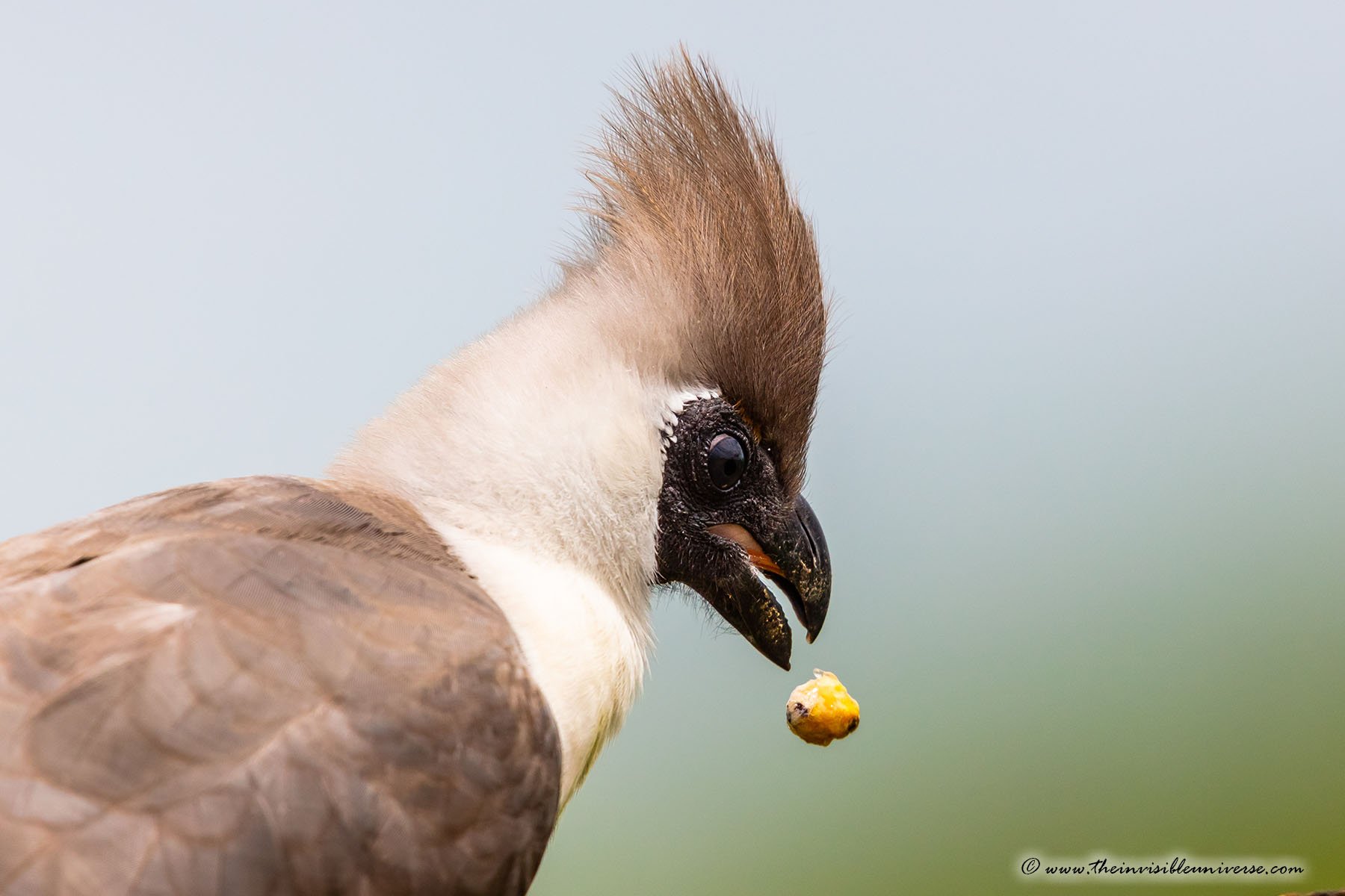 Chobe_5DTR4048_1k6px
