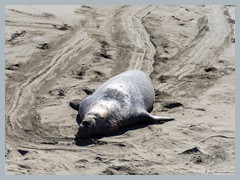 USA_Highway_No.1_R3273