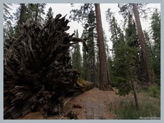 USA_YosemiteNP_R3425