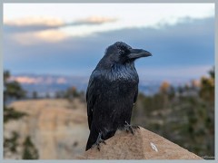 Bryce Canyon_ER5_2253 - Kopie