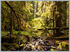 USA_Pacific_Northwest_ER5_5732