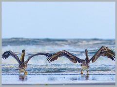 USA_Pacific_Northwest_ER5_5952