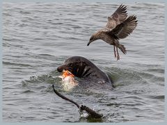 USA_Pacific_Northwest_ER5_6649