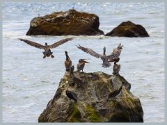 USA_Pacific_Northwest_ER5_6714