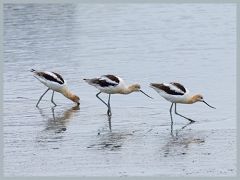 USA_Pacific_Northwest_ER5_6904