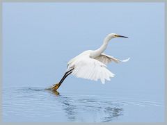 USA_Pacific_Northwest_ER5_6913