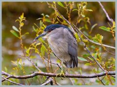 USA_Pacific_Northwest_ER5_6985